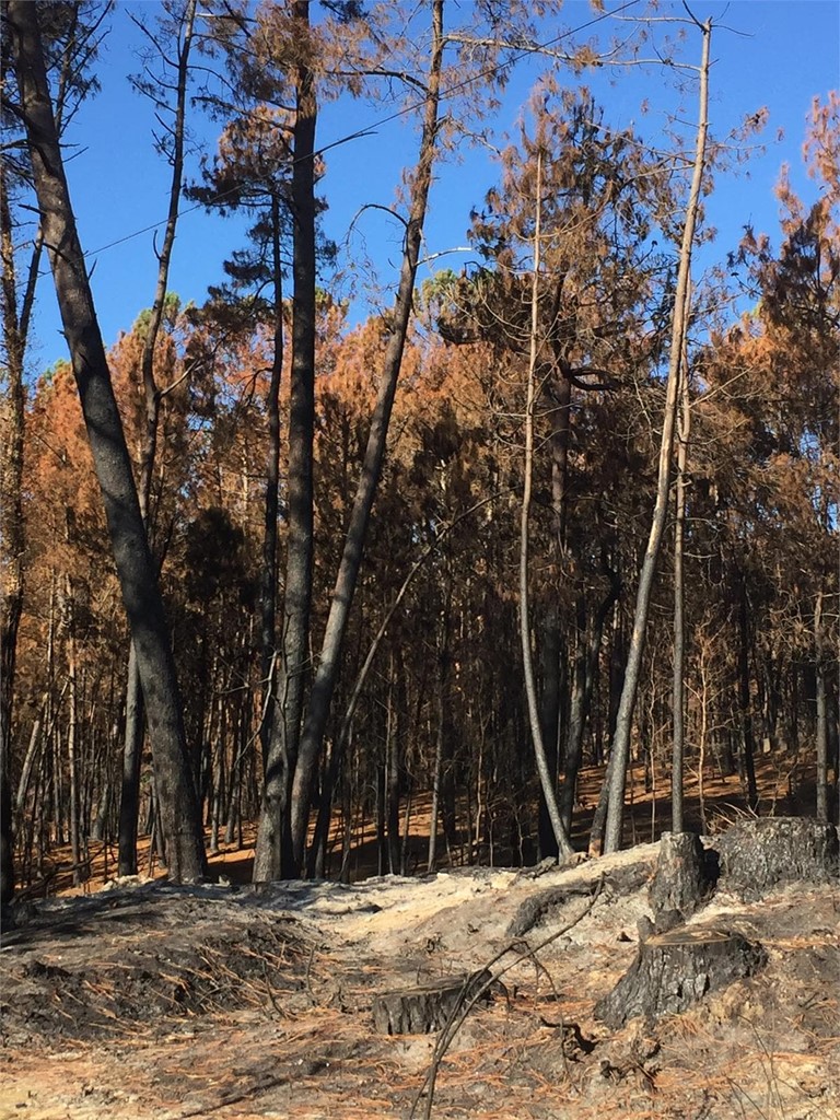 DESOLACIÓN ANTE LAS IMÁGENES DEJADAS POR LOS INCENDIOS DEL PASADO MES DE OCTUBRE EN EL AYUNTAMIENTO DE AS NEVES (PONTEVEDRA)