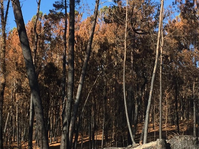 DESOLACIÓN ANTE LAS IMÁGENES DEJADAS POR LOS INCENDIOS DEL PASADO MES DE OCTUBRE EN EL AYUNTAMIENTO DE AS NEVES (PONTEVEDRA)