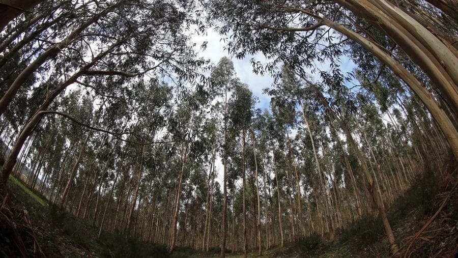 GALICIA DECLARA LA GUERRA A LAS PLANTACIONES QUE INCUMPLEN LA LEY DE MONTES