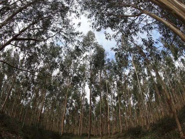 GALICIA DECLARA LA GUERRA A LAS PLANTACIONES QUE INCUMPLEN LA LEY DE MONTES