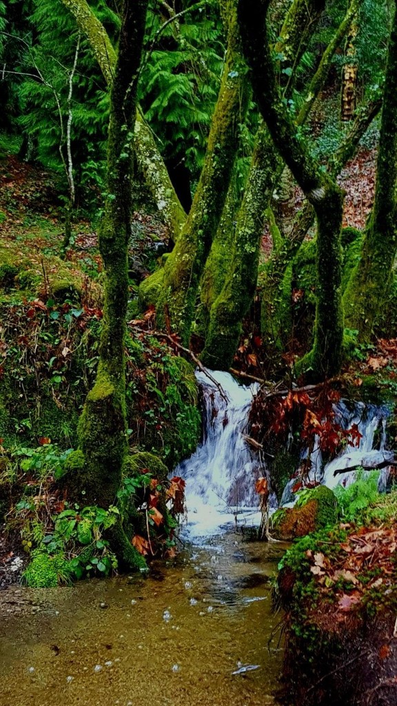 LA XUNTA DE GALICIA POSTERGA HASTA 2021 LA SOLUCIÓN DEL CONFLICTO DERIVADO DE LA EXTINCIÓN DE LOS CONVENIOS CON LOS MONTES VECINALES