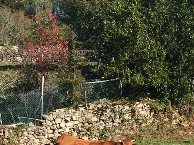 ¿LAS COMUNIDADES DE MONTES ESTÁN OBLIGADAS A SOPORTAR UN PARQUE EÓLICO EN SU MONTE VECINAL?