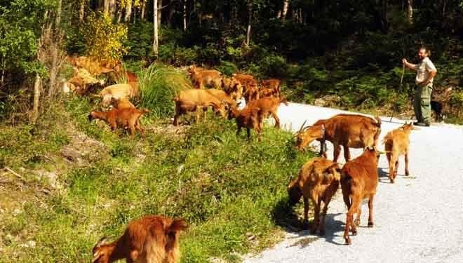 LAS COMUNIDADES DE MONTES EXPLORAN NUEVOS MEDIOS DE PREVENCIÓN DE INCENDIOS: "LAS CABRAS BOMBERAS"