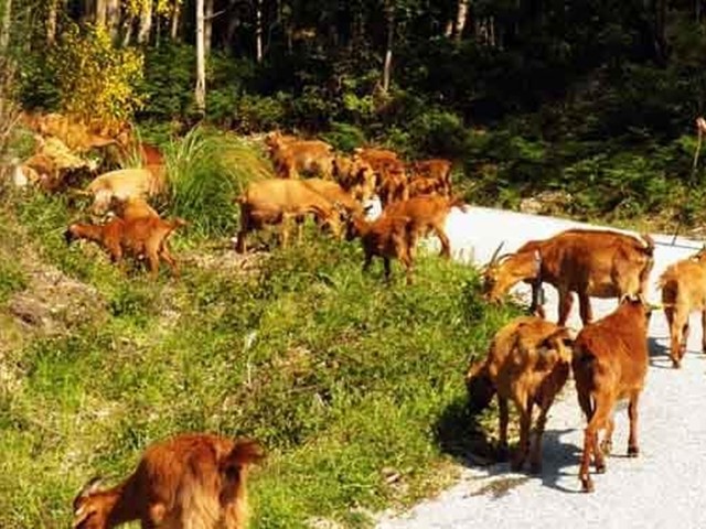 LAS COMUNIDADES DE MONTES EXPLORAN NUEVOS MEDIOS DE PREVENCIÓN DE INCENDIOS: "LAS CABRAS BOMBERAS"