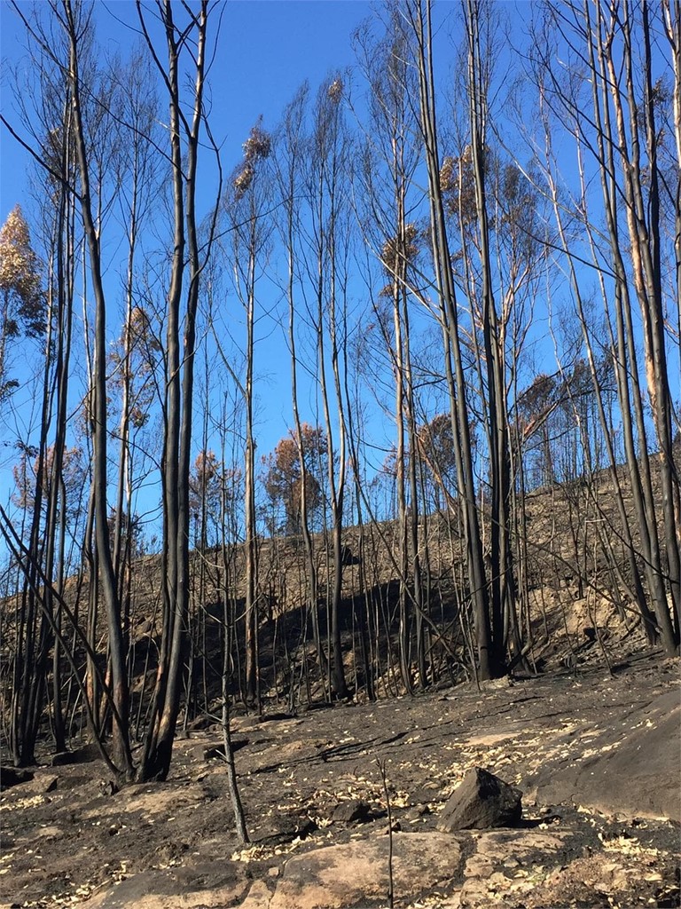 LAS COMUNIDADES DE MONTES VECINALES SOLICITAN QUE LA LIMPIEZA DE LAS FRANJAS DE SEGURIDAD SE EJECUTE CON FONDOS PÚBLICOS