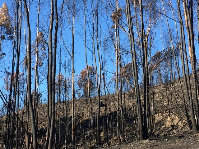 LAS COMUNIDADES DE MONTES VECINALES SOLICITAN QUE LA LIMPIEZA DE LAS FRANJAS DE SEGURIDAD SE EJECUTE CON FONDOS PÚBLICOS